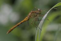 Sympetrum meridionale
