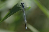 Erythromma lindenii