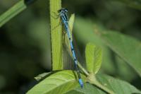 Coenagrion puella