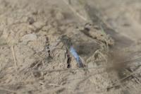 Orthetrum cancellatum