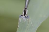 Platycnemis