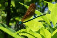 Calopteryx virgo