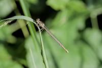 Platycnemis pennipes