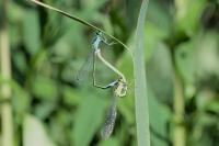 Ischnura elegans
