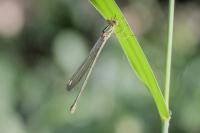 Chalcolestes viridis