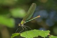 Calopteryx splendens