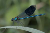 Calopteryx splendens