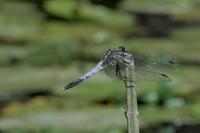 Orthetrum albistylum