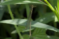 Chalcolestes viridis