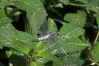 Orthetrum albistylum