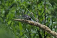 Orthetrum cancellatum