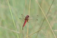 Crocothemis erythraea