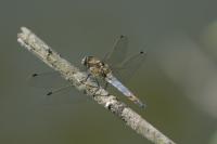 Orthetrum cancellatum