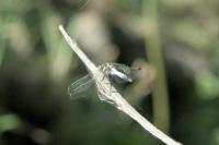 Orthetrum albistylum