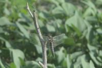 Orthetrum cancellatum