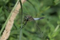 Orthetrum cancellatum
