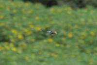 Anax parthenope
