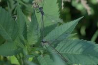 Lestes sponsa