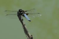 Libellula depressa