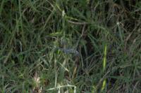 Aeshna affinis