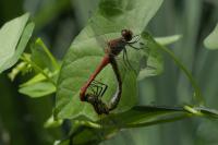 Sympetrum sanguineum