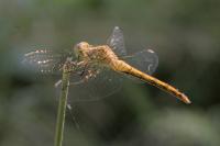 Sympetrum meridionale