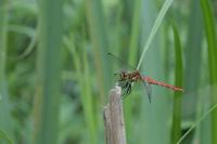 Sympetrum sanguineum