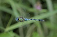 Aeshna affinis