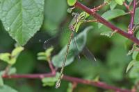 Chalcolestes viridis