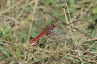 Crocothemis erythraea