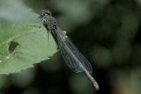 Erythromma viridulum