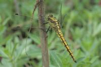 Orthetrum cancellatum