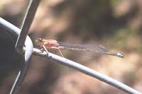 Ischnura elegans