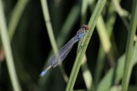 Erythromma viridulum