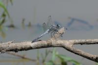 Orthetrum albistylum