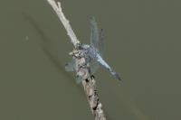 Orthetrum cancellatum