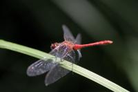 Sympetrum sanguineum