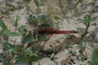 Crocothemis erythraea