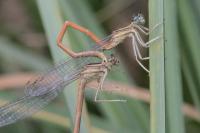 Platycnemis acutipennis