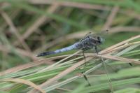 Orthetrum albistylum