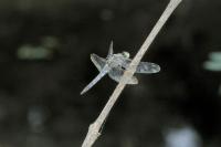 Orthetrum cancellatum