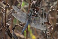Orthetrum cancellatum