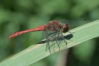 Sympetrum sanguineum