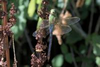 Anax imperator