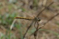 Sympetrum meridionale
