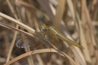 Crocothemis erythraea