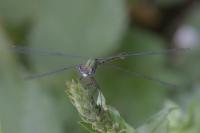 Chalcolestes viridis