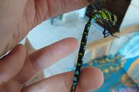 Aeshna cyanea