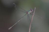 Chalcolestes viridis