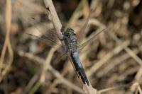 Orthetrum cancellatum